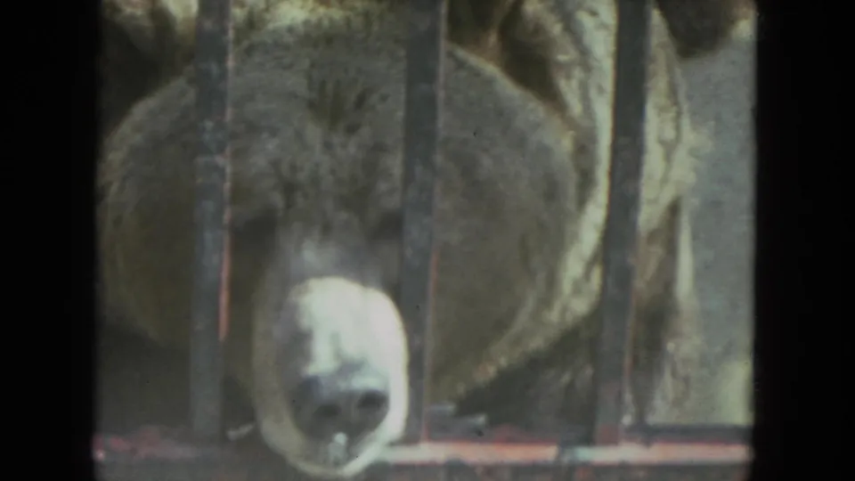 Close 1972 home-movie frame of a brown bear behind metal bars, with the muzzle near the lower edge of the shot.