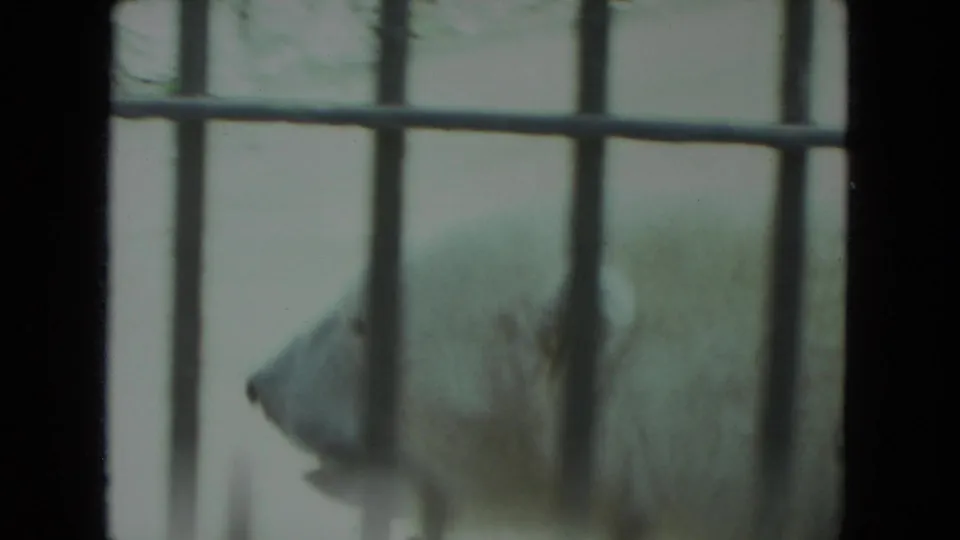 1972 Racine zoo frame showing a polar bear in side profile behind dark vertical and horizontal enclosure bars.