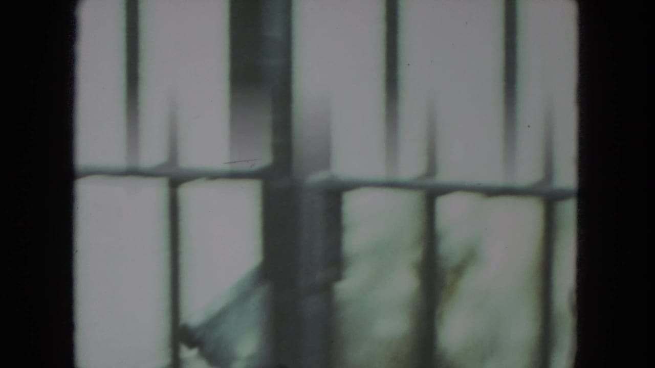 Polar bear seen through a barred zoo enclosure in metadata-supported Racine, Wisconsin, 1972 home-movie footage.