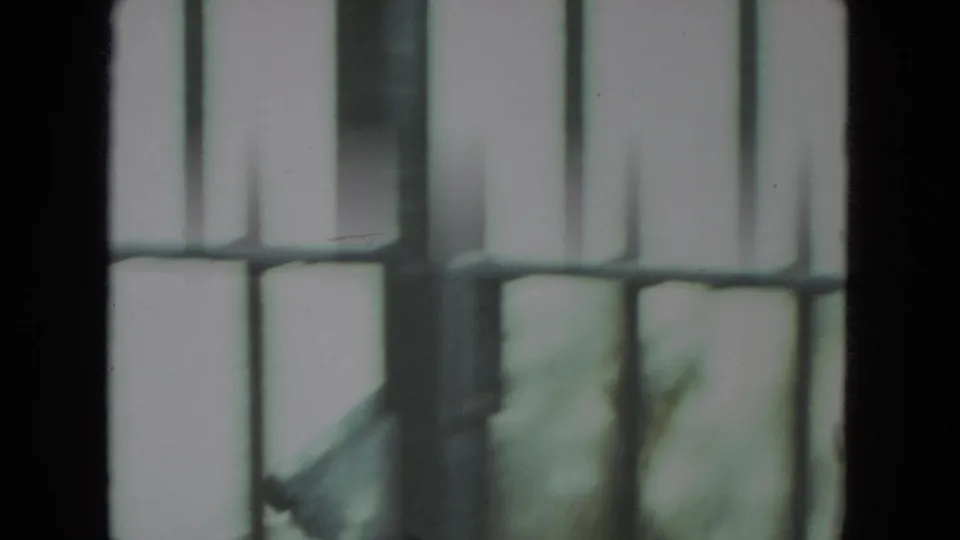 Polar bear seen through a barred zoo enclosure in metadata-supported Racine, Wisconsin, 1972 home-movie footage.