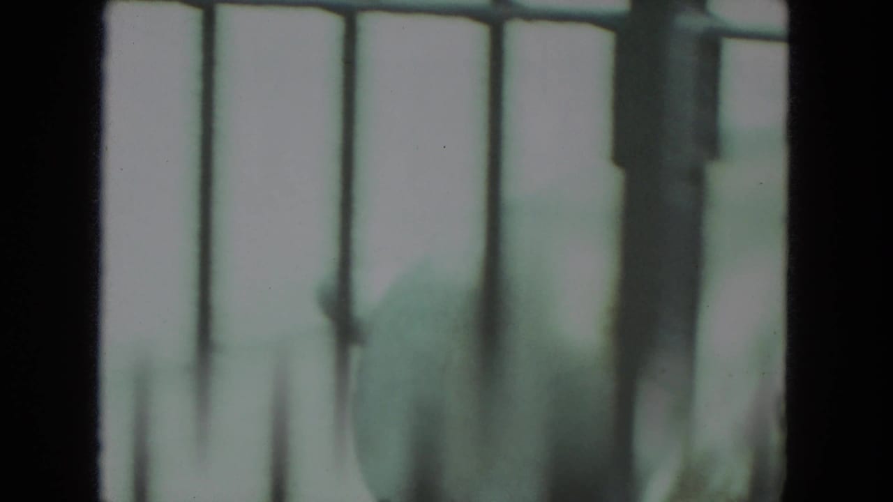Soft-focus 8mm frame of a polar bear moving behind metal bars at a Racine, Wisconsin zoo setting in 1972.
