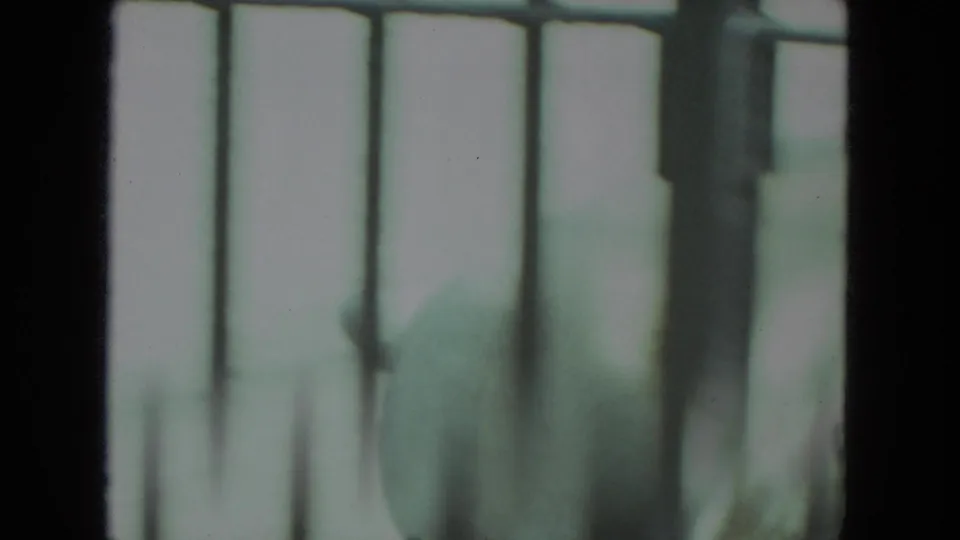 Soft-focus 8mm frame of a polar bear moving behind metal bars at a Racine, Wisconsin zoo setting in 1972.