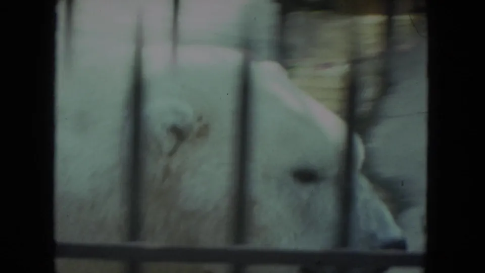 Closer 1972 home-movie view of the polar bear's white body passing behind the barred enclosure.