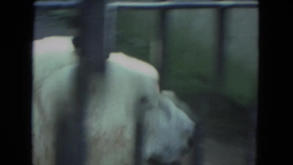 Polar bear in right-facing profile behind cage bars in a metadata-supported 1972 Racine, Wisconsin zoo home movie.