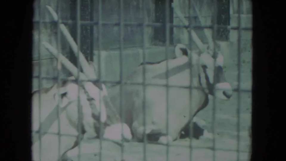 A horned antelope or oryx lies behind wire mesh in the 1972 Racine, Wisconsin zoo home-movie footage.