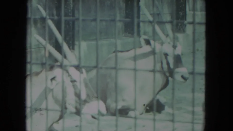 Two resting horned antelope or oryx are visible behind mesh fencing in faded 8mm Racine zoo footage from 1972.