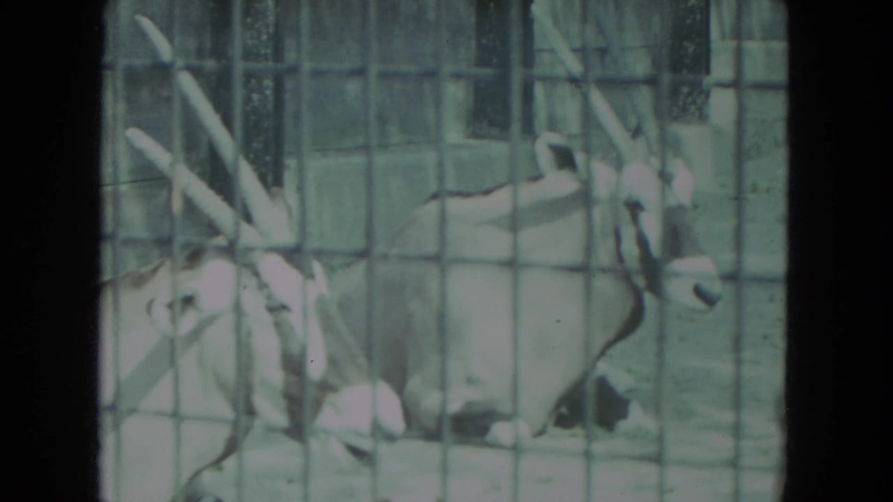 Horned antelope resting behind wire mesh in a zoo enclosure.