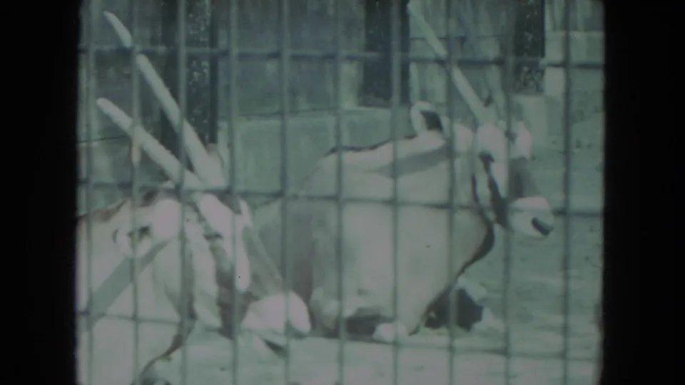 1972 Racine, Wisconsin 8mm frame showing a horned antelope resting behind square wire fencing in a zoo enclosure.