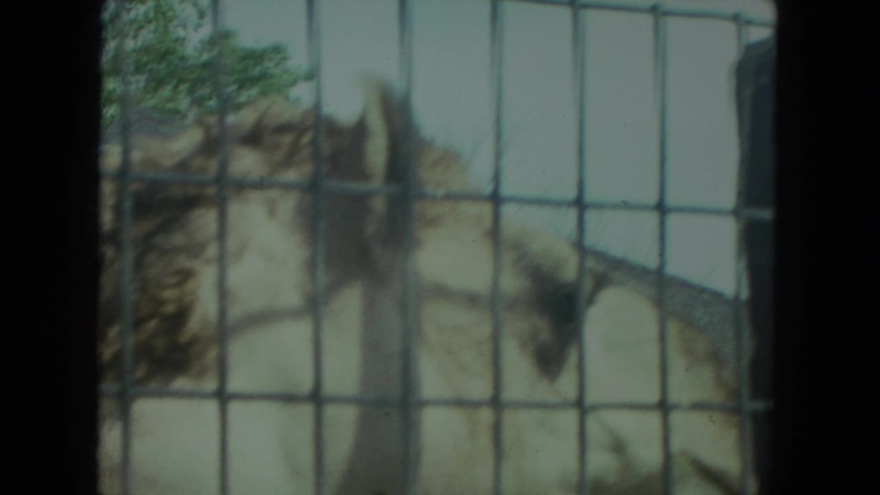 1972 Racine, Wisconsin 8mm frame with a camel seen close behind square wire mesh and dark enclosure bars.