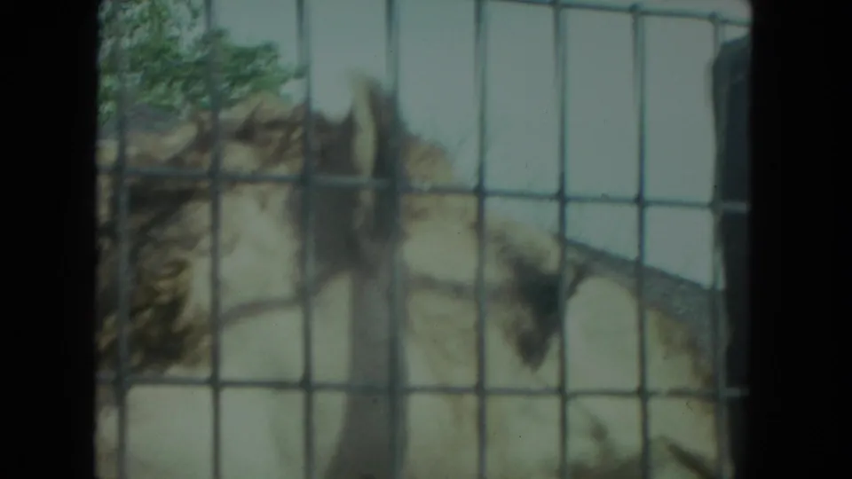 1972 Racine, Wisconsin 8mm frame with a camel seen close behind square wire mesh and dark enclosure bars.