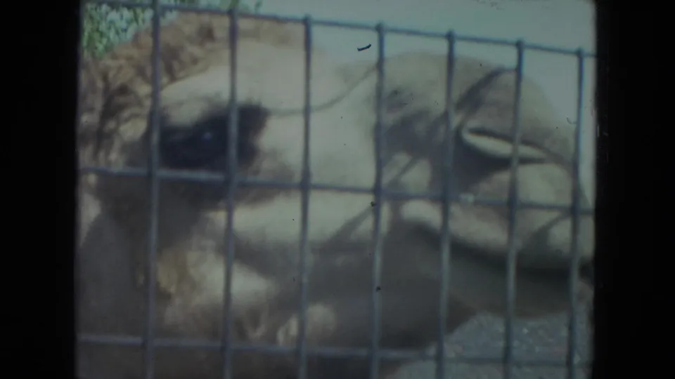 Close 1972 Racine zoo frame showing the camel's face and textured fur through the enclosure's square wire mesh.