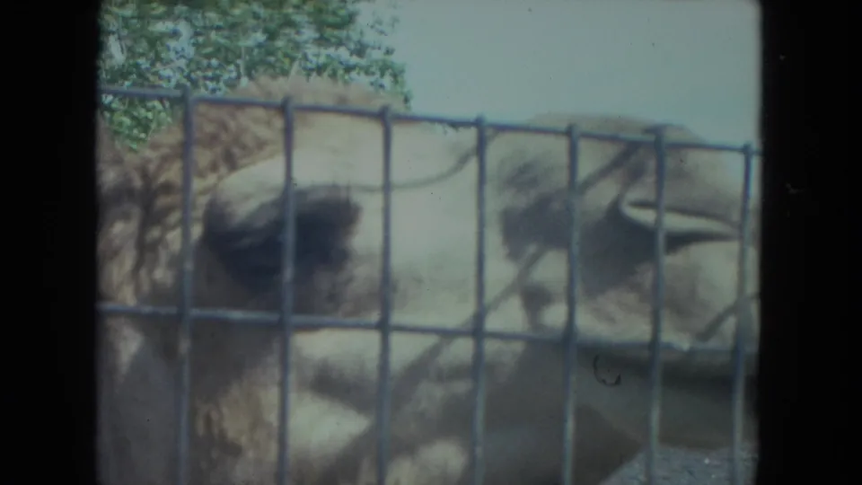 1972 Racine, Wisconsin 8mm frame showing the camel in profile behind wire mesh, with trees and pale sky in the background.