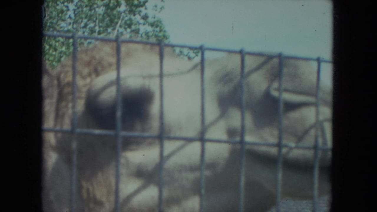 Camel face close behind a wire mesh fence with trees and sky beyond.