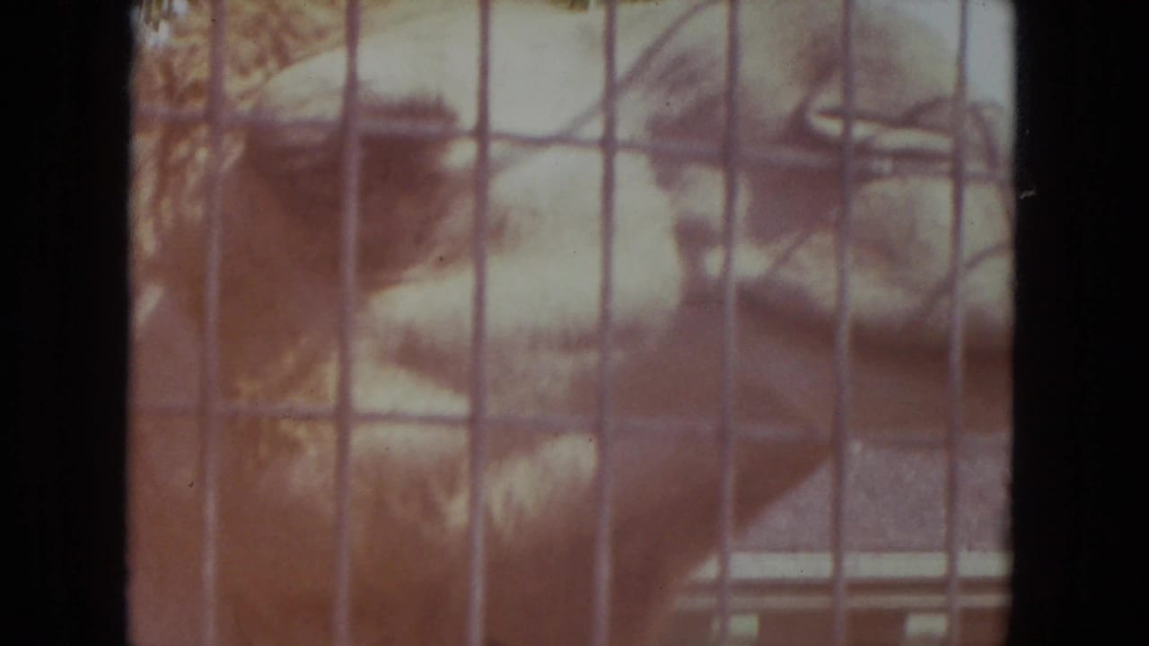 Camel head and neck behind a wire fence, tinted warm by faded film color.