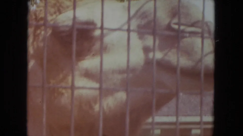 1972 Racine zoo footage frame with a camel turning near the wire fence, rendered in warm faded 8mm color.