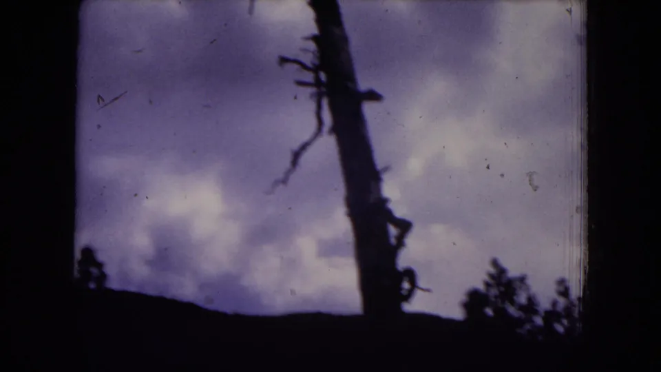 8mm 1973 Gila National Forest frame showing a bare trunk, shadowed hillside, and pine silhouettes below a clouded sky.