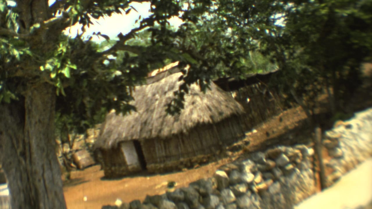 1973 Mexico City home-movie view of a thatched hut partly obscured by a tree, with stone edging and bright sunlit ground.