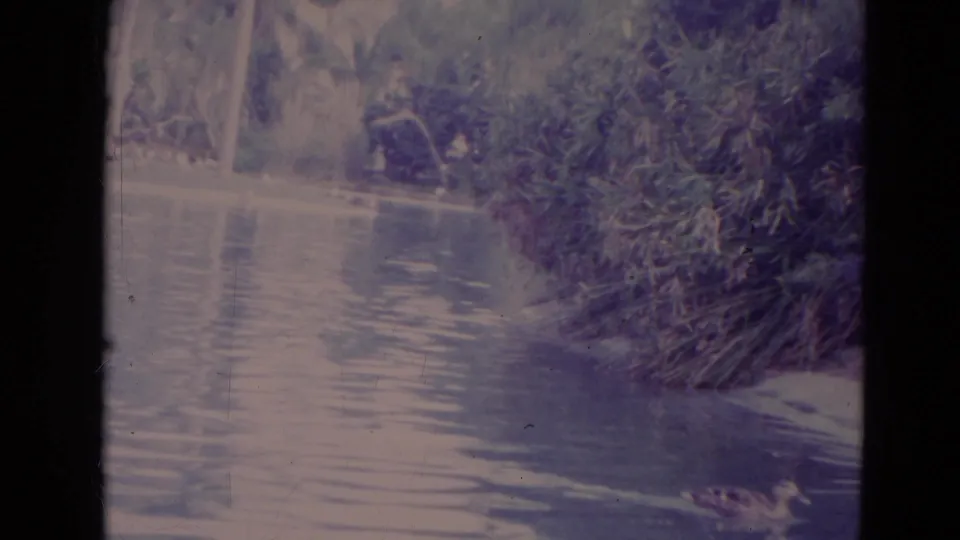 1974 Orlando 8mm frame looking across pond water toward ducks, reeds, shrubs, and trees along the shoreline.