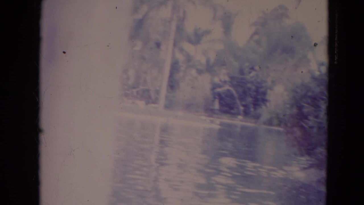 Soft, faded view across water toward palm trees and shoreline vegetation.