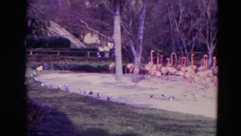 1974 Orlando 8mm frame with pink flamingos gathered near a sandy shoreline beside water, palms, and landscaped grounds.