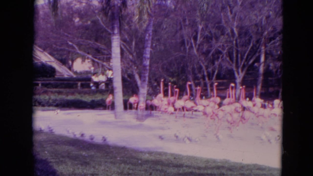 Pink flamingos stand beside a shallow pond with palm trunks and trees behind them.