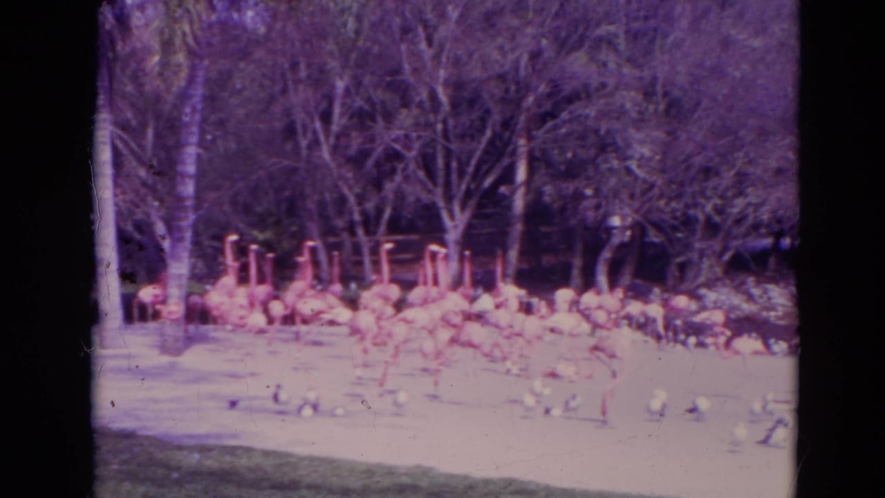 1974 Orlando zoo frame with a group of pink flamingos, smaller white birds, palm trunks, and dark trees around a man-made pond.