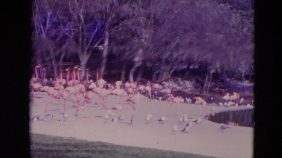 1974 Orlando zoo home-movie view of flamingos beside a curved man-made pond, with white birds, trees, grass, and dark background foliage.