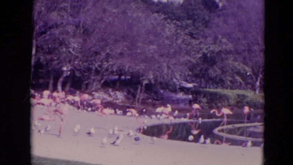 1974 Orlando zoo frame showing flamingos along a landscaped pond, with small birds, trees, dark water, and a pale curving pond border.