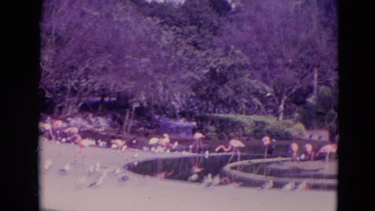Flamingos and small birds gathered around a circular pond in a zoo enclosure.