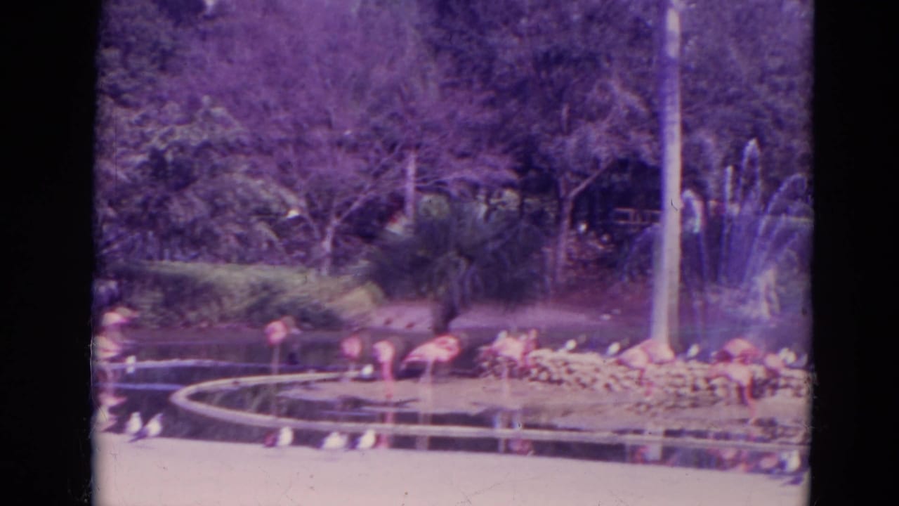 1974 Orlando zoo frame with flamingos by the water, a fountain structure, rocks, railings, and dense greenery.