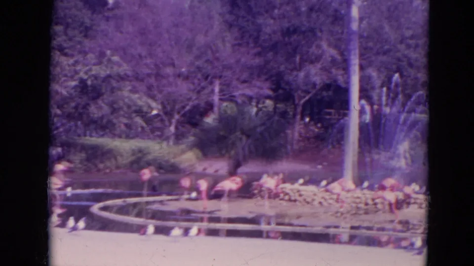 1974 Orlando zoo frame with flamingos by the water, a fountain structure, rocks, railings, and dense greenery.