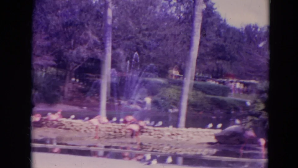 1974 Orlando zoo home-movie frame showing a fountain spray, flamingos along the pond edge, rocks, palms, and trees.