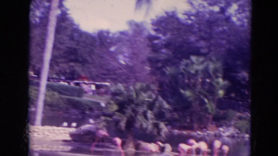 1974 Orlando zoo frame with flamingos near the water, palms, rocks, and a wooded backdrop under a purple film cast.