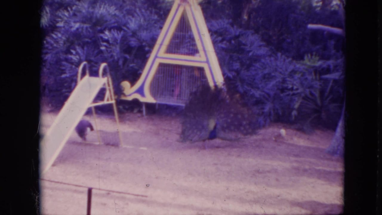 Peacock near a small slide and A-frame play structure in a leafy playground area.