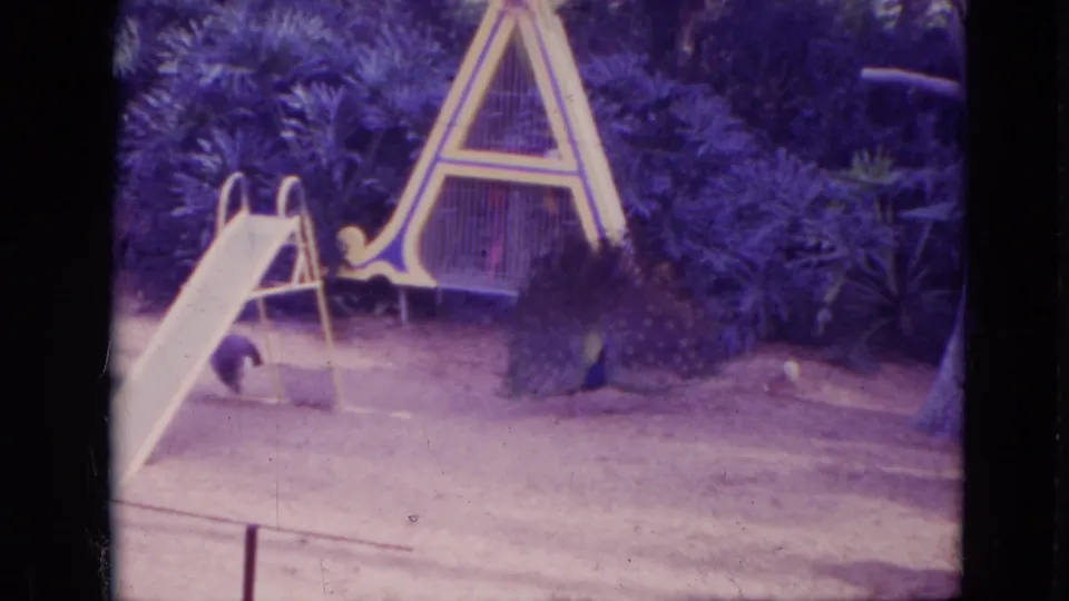 1974 Orlando 8mm frame showing a peacock display beside a yellow slide, A-frame play structure, sandy ground, and dense greenery.