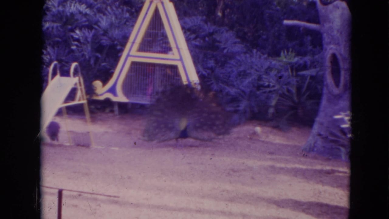 1974 Orlando home-movie frame with a peacock near playground equipment, including a slide, A-frame structure, and large tree-like feature.