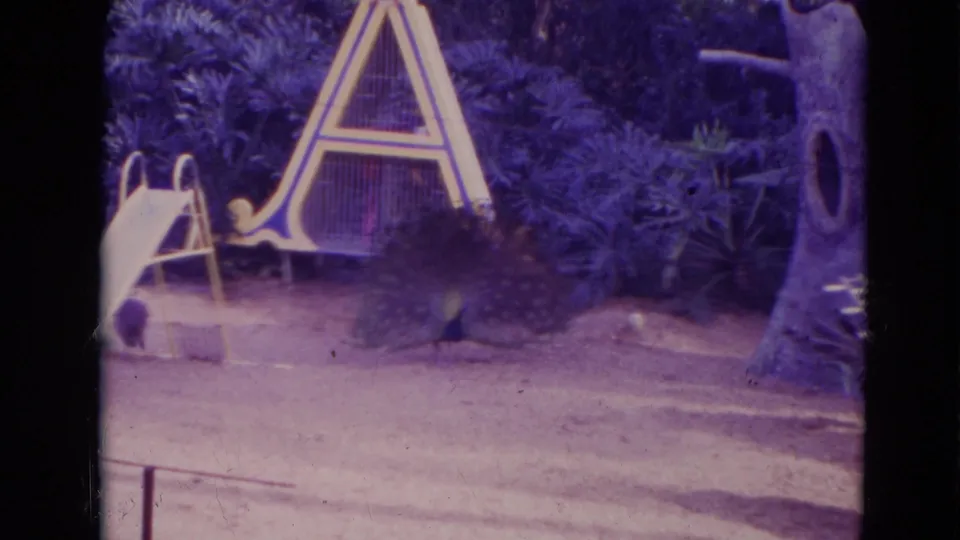 1974 Orlando home-movie frame with a peacock near playground equipment, including a slide, A-frame structure, and large tree-like feature.