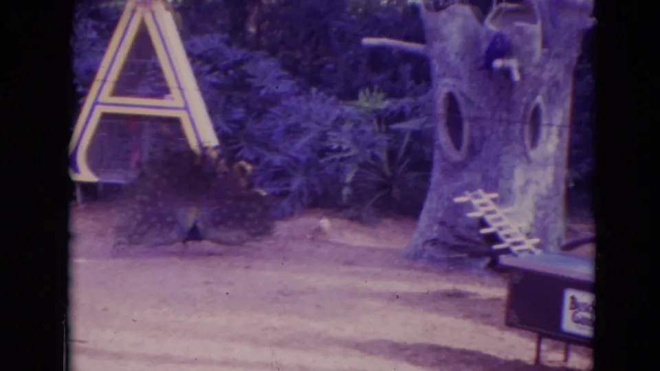1974 Orlando 8mm frame showing the peacock display partly centered between dense plants and a tree-like playground structure.