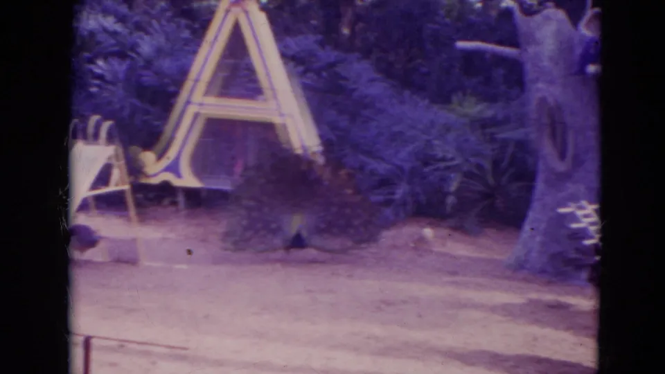 1974 Orlando home-movie frame with peacock display near a slide, A-frame play structure, dense greenery, and tree-like playground feature.