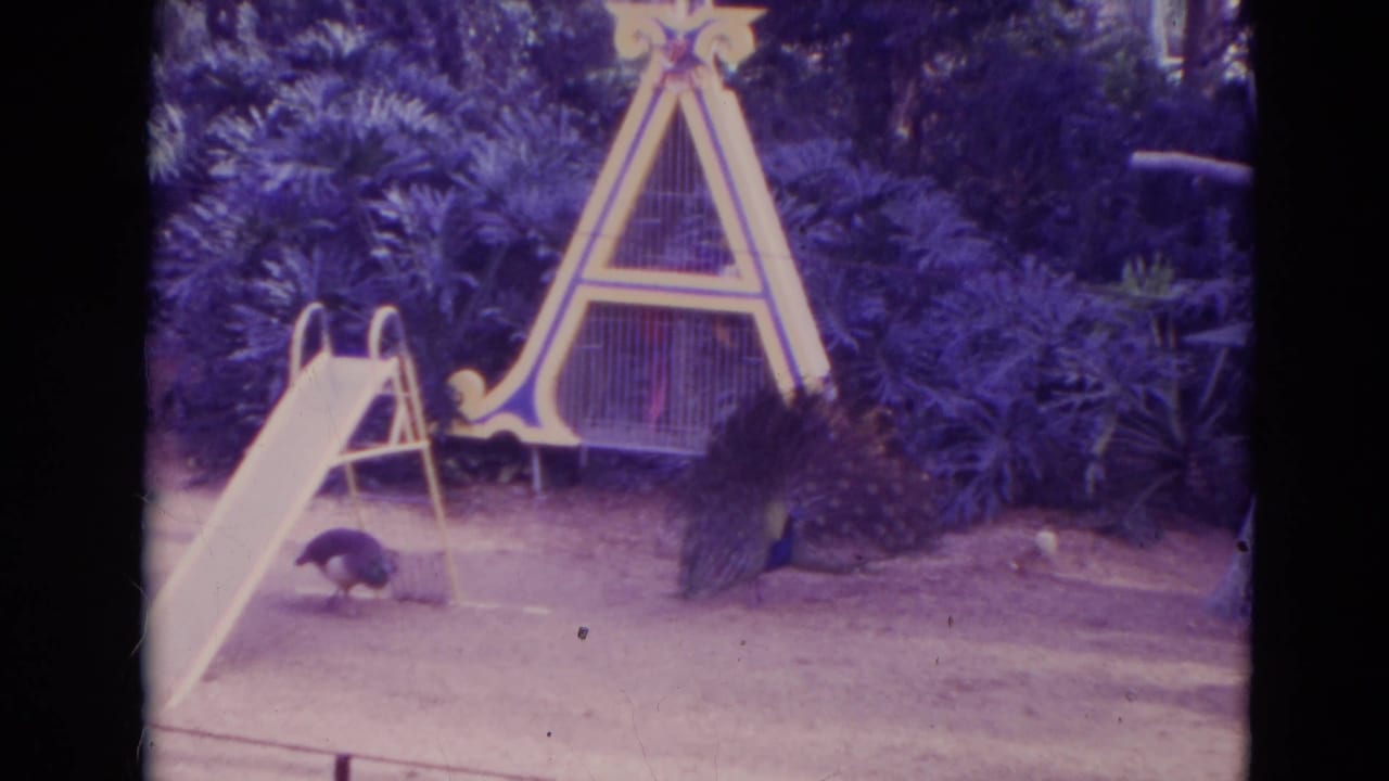 Peacock near a small slide and A-frame bird structure in a leafy outdoor exhibit.