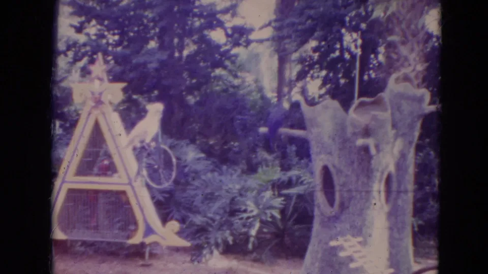1974 Orlando 8mm frame with a white cockatoo on a miniature bicycle, an A-frame bird structure, plants, and a large tree trunk.