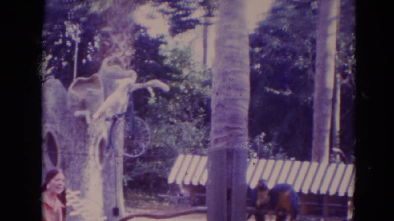 1974 Orlando frame with a parrot near a tree-like display, benches, garden planting, and a partially visible visitor at the edge.