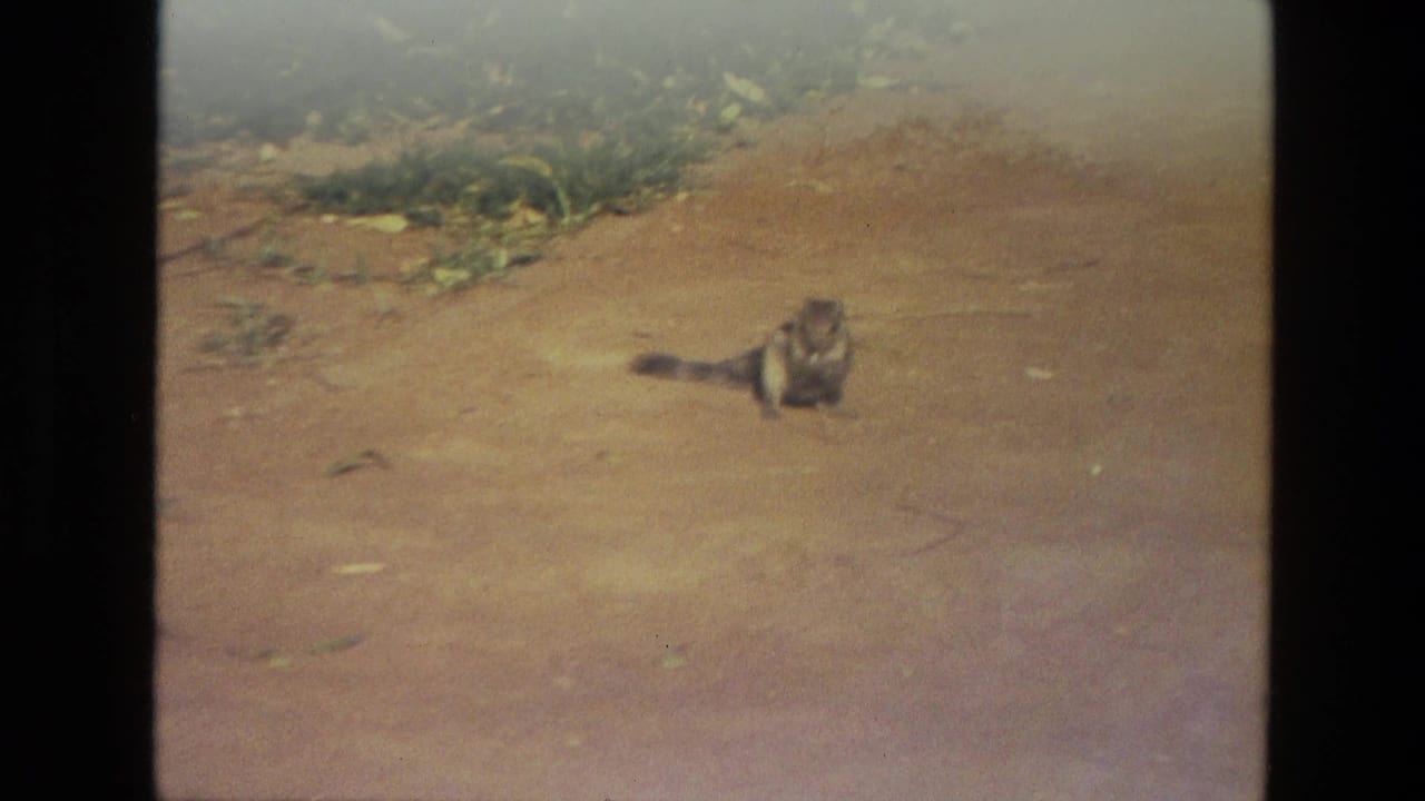 Small striped animal on a dirt path near grass and scattered leaves.