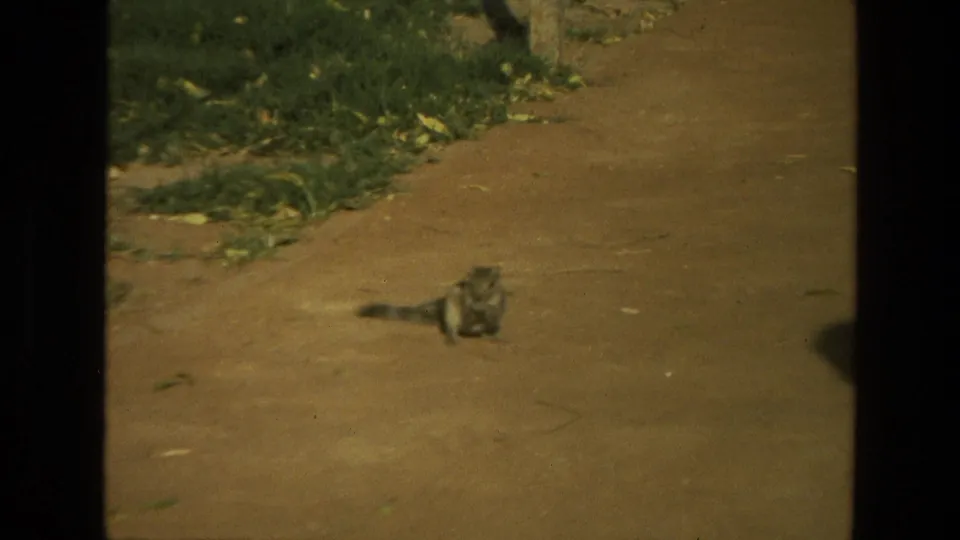 1974 India 8mm frame showing the small striped animal on a sunlit dirt path near a grassy border and garden planting.