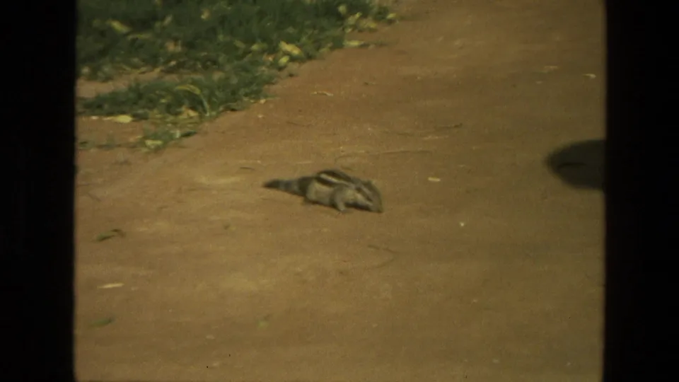 1974 India 8mm frame with the small striped animal low against the path, surrounded by grass, leaves, and warm faded color.