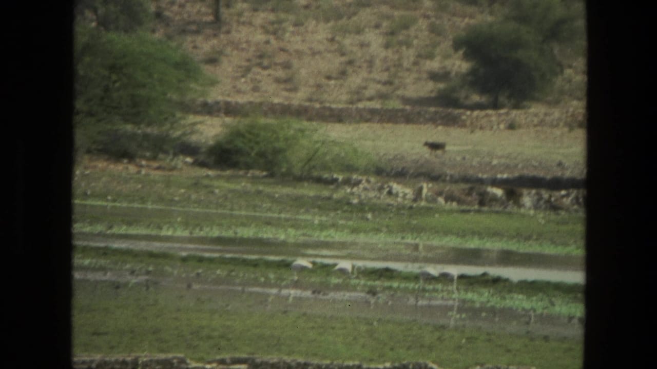 Cow in a green rural field beyond water channels, framed by dark window bars.
