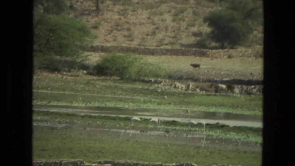 1974 8mm view in India of a cow moving across a green field beyond shallow water channels and low stone walls.