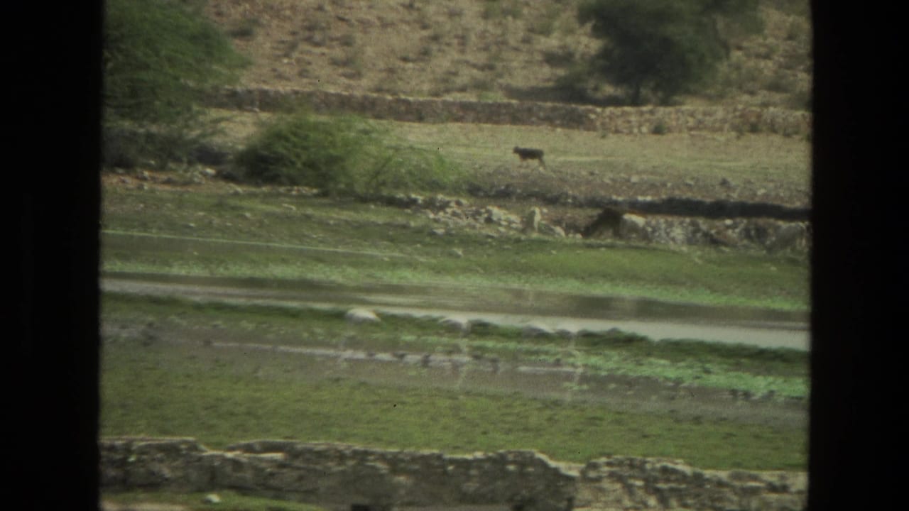 Rural field with water channels, birds, stone walls, and a cow on the hillside.