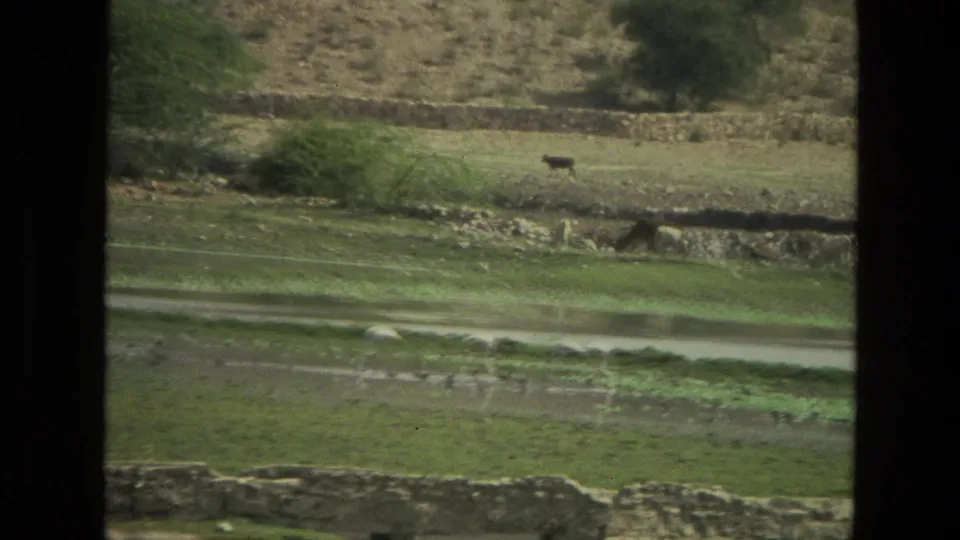 1974 India home-movie frame showing a rural field with wading birds, stone boundaries, trees, and a distant cow.