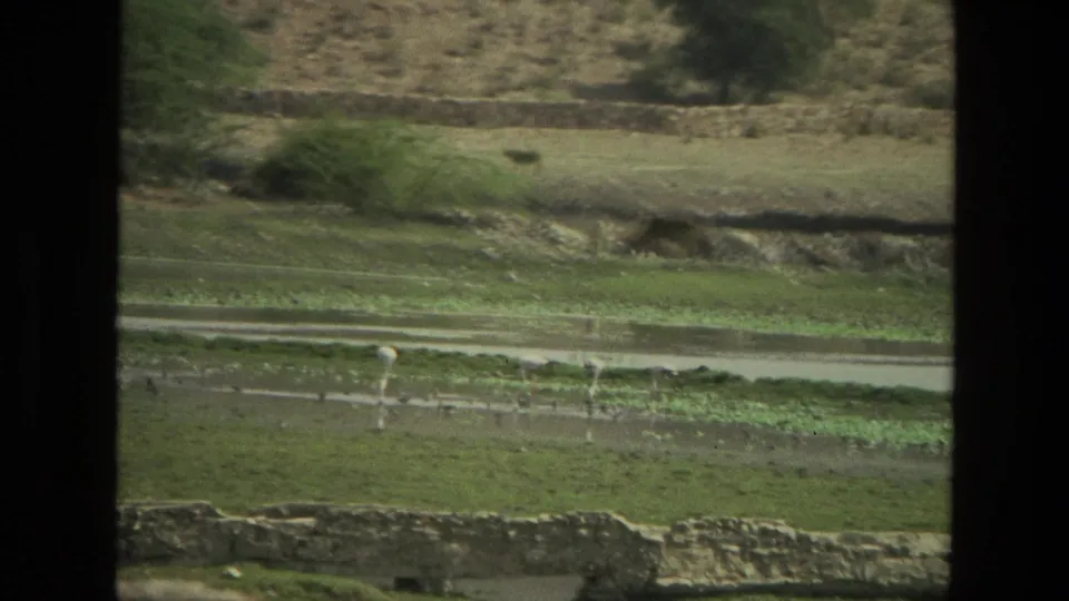 1974 8mm rural India view with a cow on higher ground, white birds in wet fields, and stone walls across the landscape.